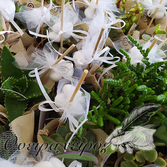 μπομπονιερες παχύφυτα